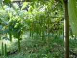 5年熟成スエばあちゃんのへちま水（容量100ml）【鹿児島県産の無農薬・有機栽培の完全無添加オーガニックヘチマ水100％(天然ヘチマ水)】【商品のラベルは、スエばあちゃんのへちま畑の写真です】 【ALCOS(アルコス) 】