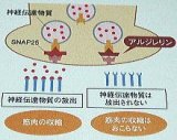 ＊シワケア のスペシャリスト＊ 【ARリターンエッセンス】 塗る ボトックス （ アルジリン 配合 ） シワクリーム 目元パック 目元美容液 目元クリーム 目元エステ しわ ほうれい線 目の下のくま 目の下のたるみ 目の下のくま消し　目の下のたるみを取る　