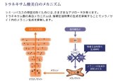 ナビジョン NAVISION　TAボディートリートメント(W)　【トラネキサム酸配合 美容液】