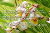 月桃水 200ml ×5本 スクワラン本舗 添加物不使用 優雅な芳香でアロマ作用 スッとしみこむ蒸留水 虫よけや気になる臭いにも
