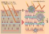 3個セット　エムズワン　生コラーゲン　ナノインパクト　フェース生コラーゲン　プレケアエッセンス＆ウォーター　(1セット)×3箱
