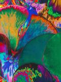 pansy print T-shirt