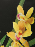 Kelly yellow orchid one piece