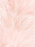 fur collar