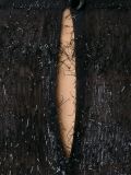 longsleeved tinsel dress