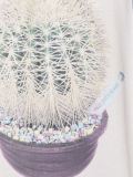 'Cactus'印花T恤