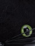 'Black Cat'帽