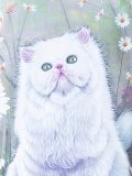猫与蝴蝶印花T恤