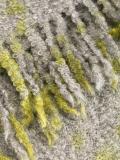 fringed scarf