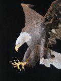 eagle print T-shirt
