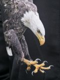 eagle print bomber jacket 
