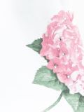 花卉印花短裤