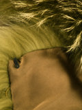 fur collar