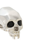 skull stud earrings 