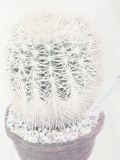 'Cactus'印花T恤