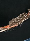feather embellishment hat
