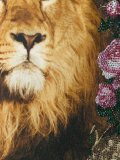 'Roar' T-shirt