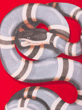snake print T-shirt