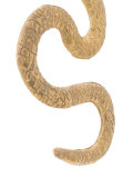 Snake耳环