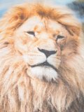 Lion围巾