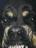 rottweiler print T-shirt