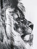 lion print T-shirt 