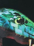 'Pantojo'套头衫