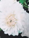 'Dahlia'连衣裙