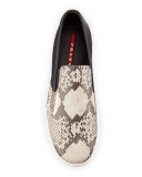 Python Leather Slip-On Sneaker, Brown