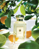Lime Basil & Mandarin Cologne, 3.4 oz.