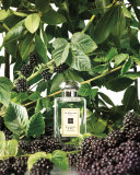 Blackberry & Bay Cologne 3.4oz