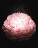 Prive Pivoine Suzhou, 100 mL