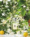 Orange Blossom Cologne, 3.4 oz.