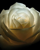 Exclusive Collection Extraordinaire Rose Velours Eau de Parfum, 2.5 oz.