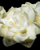 Exclusive Collection Extraordinaire Gardenia Petale Eau de Parfum, 1.5 oz.