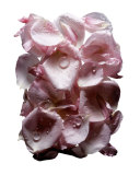 Prive Rose Alexandrie Eau De Toilette, 100 mL
