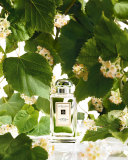 French Lime Blossom Cologne, 3.4 oz.
